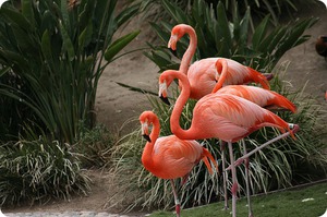 Среда обитания розового фламинго Где обитают фламинго