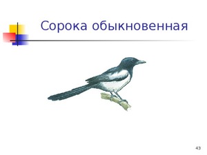 Как выглядит сорока