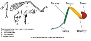 Строение лапок бабочки