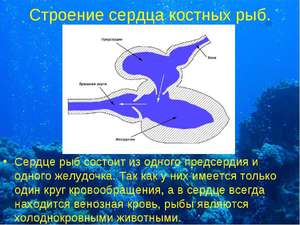 Камеры сердец у рыб