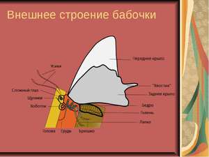 Чем питается бабочка адмирал