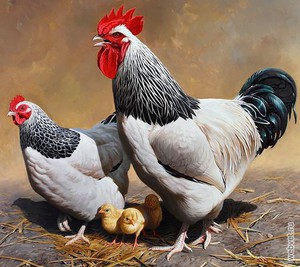 Куры суссекс