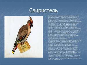 Обыкновенный свиристель Питание свиристели