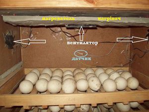 Из чего сделать инкубатор своим  руками