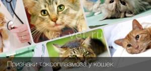 Чем лечить токсиплазмоз у кошек