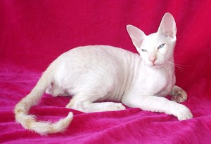 Кот