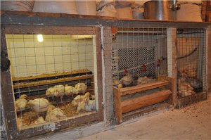 Какие условия нужны для разведения индюков