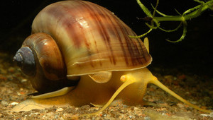 Улитка ампулярия - улитка яблочко Улитка Ампулярия