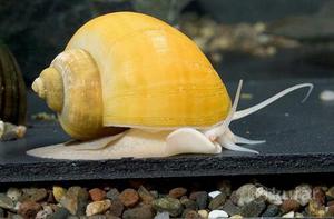 Ампулярия Улитка акварюмная Ампулярии одни из самых крупных видов аквариумных улиток