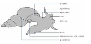 Виноградная улитка