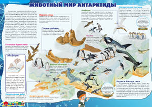 Какие животные в Антарктиде