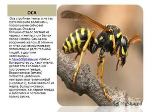 Жало пчел