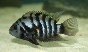 Виды аквариумных цихлид Виды аквариумных рыбок цихлид