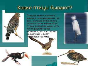 Птицы хищники