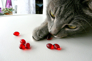 Здоровье кошек