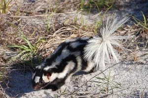 Внешний вид скунса