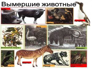 Виды вымирающих животных