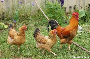 Взросление кучинских кур
