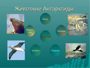 Животный мир Антарктиды