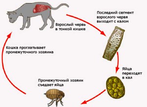 Как глисты попадают в кишечник кошки