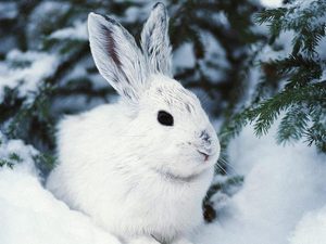 Заяц беляк в дикой природе
