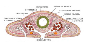 Кожные железы 