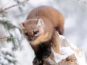 Желтодушка зимой в лесу