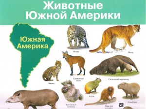 Список животных, которые живут в Северной Америки