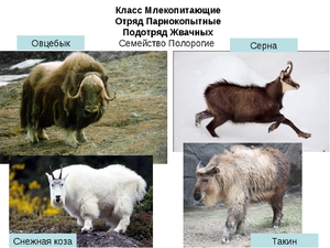 Жвачные парнокопытные