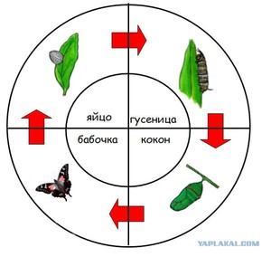 Как живут бабсчки